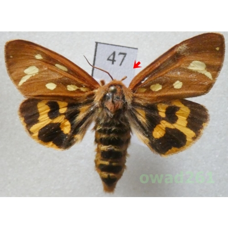 Arctia aulica (Linnaeus, 1758) female Czech47